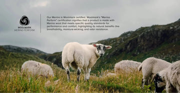 Is Merino Wool Sustainable: Our Perspective
