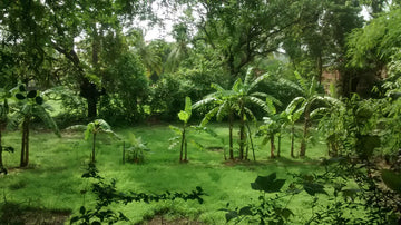 Exploring Mumbai in 15 days and 15 runs (Part I)